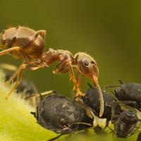 Black Ant with Aphids 7 